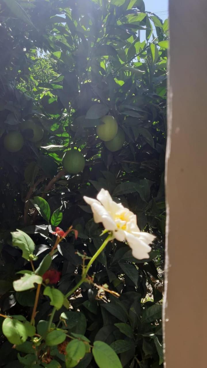 Guest House Emi 培拉特 外观 照片